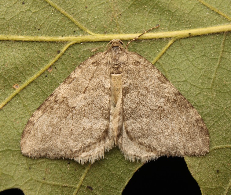 Epirrita christyi/dilutata