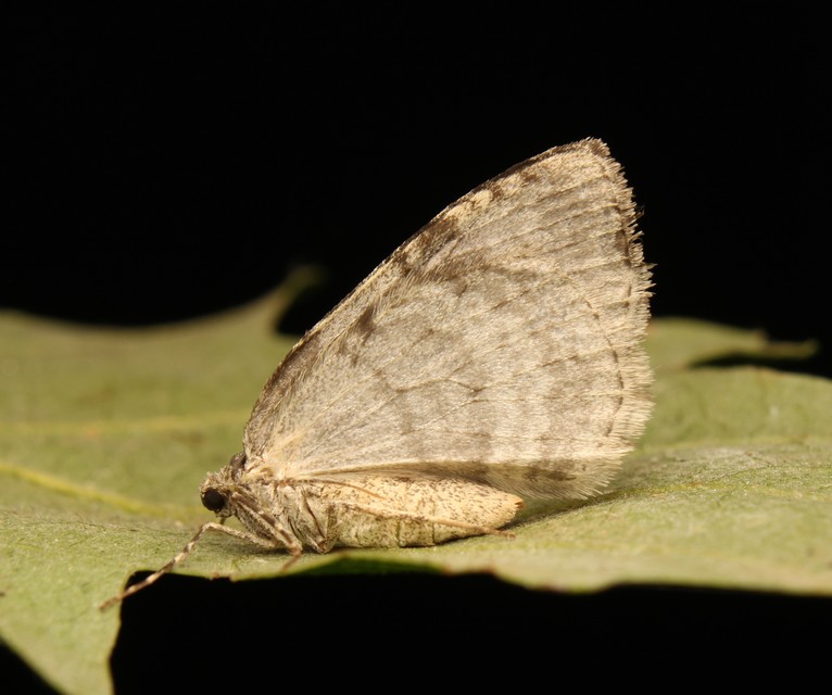 Epirrita christyi/dilutata