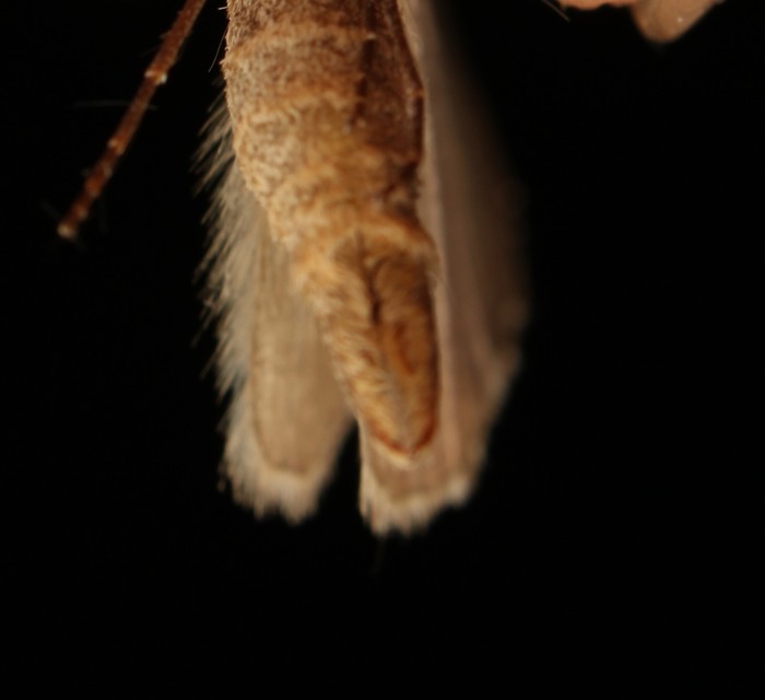 Aplocera plagiata - szürke csíkosaraszoló