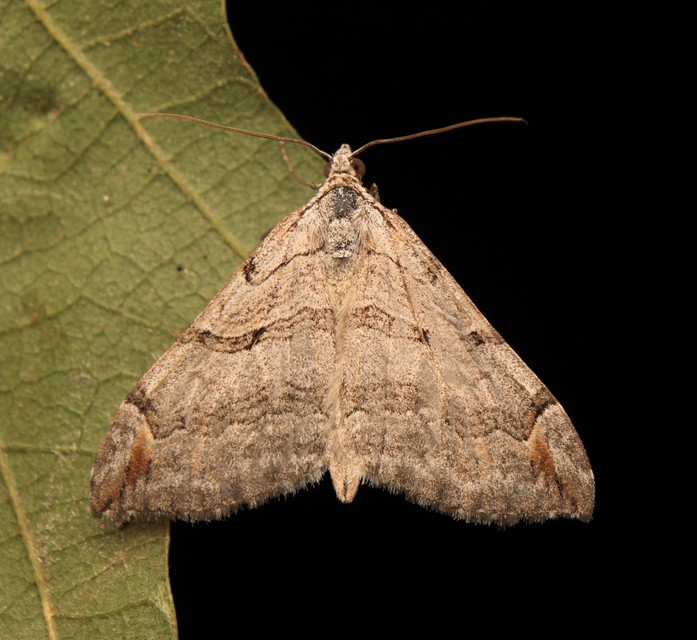 Aplocera plagiata - szürke csíkosaraszoló