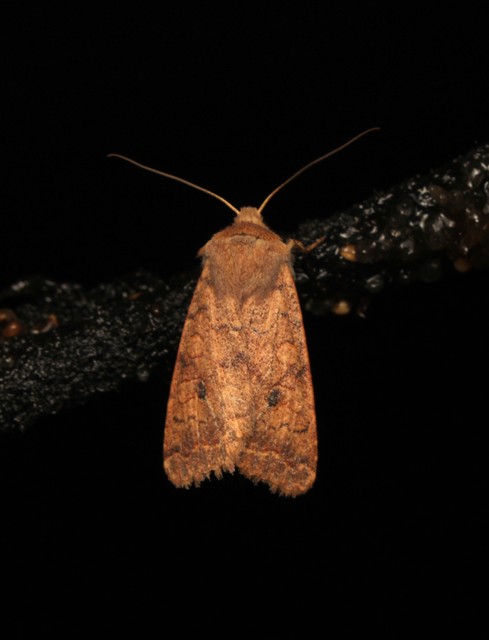 Sunira circellaris - okkersárga őszibagoly