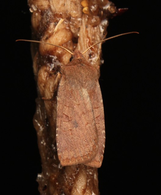 Conistra ligula - hegyesszárnyú őszibagoly