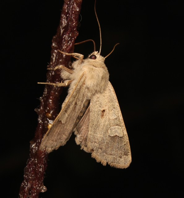 Ammoconia caecimacula - szürke őszibagoly