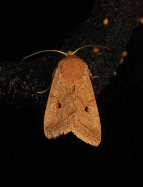 Leptologia macilenta - gyertyán-őszibagoly