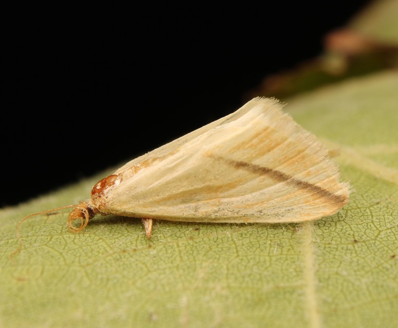 Rhodometra sacraria - rózsacsíkos araszoló