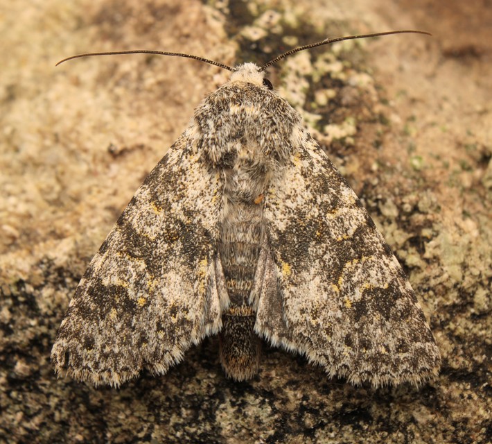 Polymixis xanthomista gyurovicslaszloi - Gyurovics László tarkabaglya