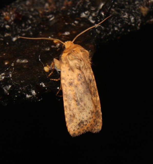 Conistra rubiginea - vörös őszibagoly