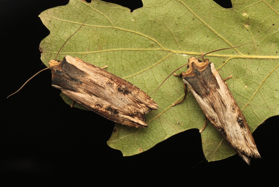 Xylena exsoleta - szürke fabagoly
