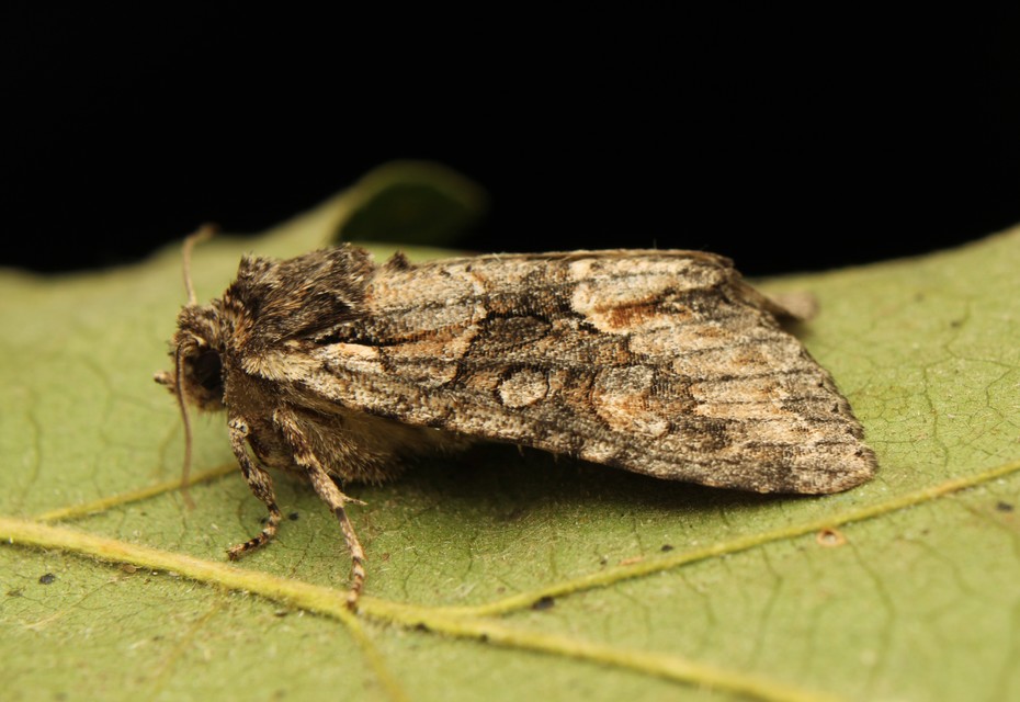 Dichonia convergens - őszi tölgybagoly