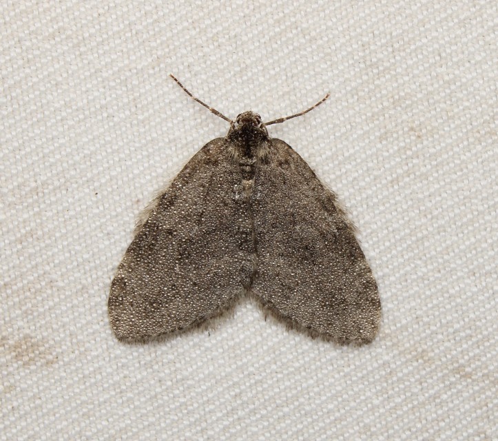 Epirrita christyi/dilutata