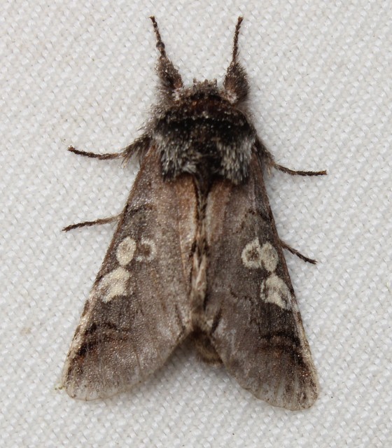 Diloba caeruleocephala - őszi kékesbagoly