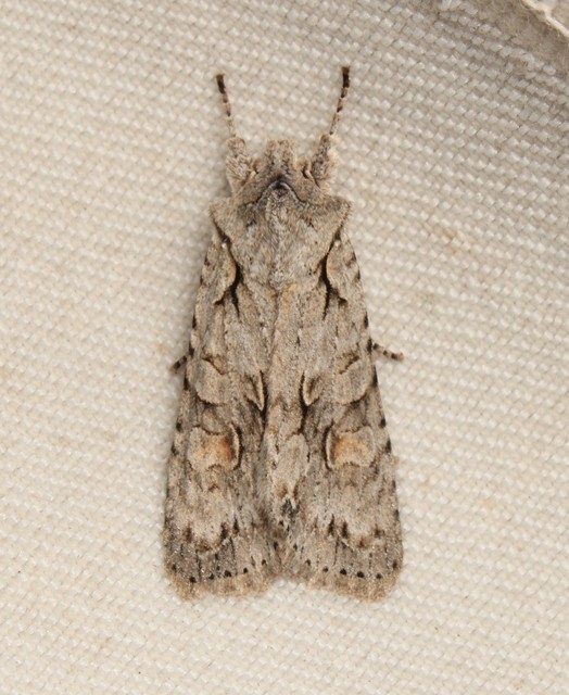 Lithophane ornitopus - közönséges fabagoly