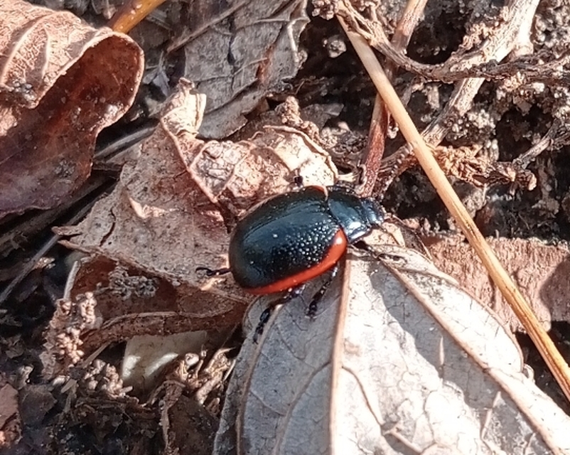 Chrysolina rossia - trapézhátú szegélyeslevelész