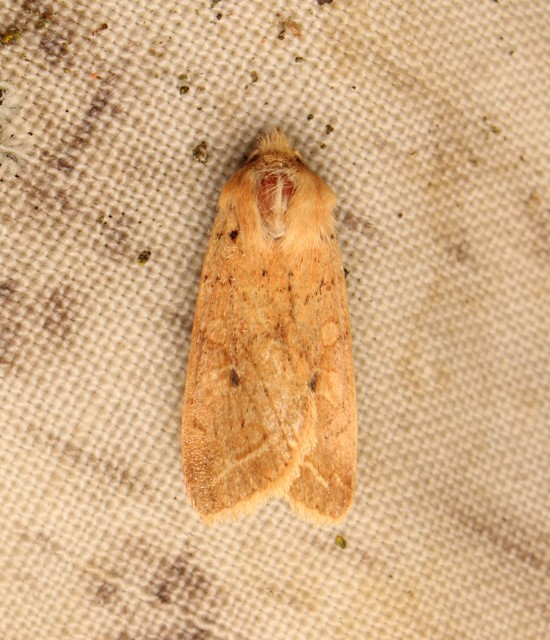Leptologia macilenta - gyertyán-őszibagoly