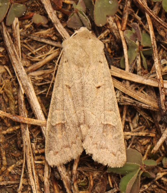 Ammoconia caecimacula - szürke őszibagoly