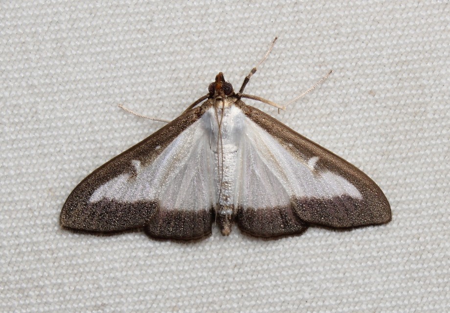 Cydalima perspectalis - puszpáng-tűzmoly