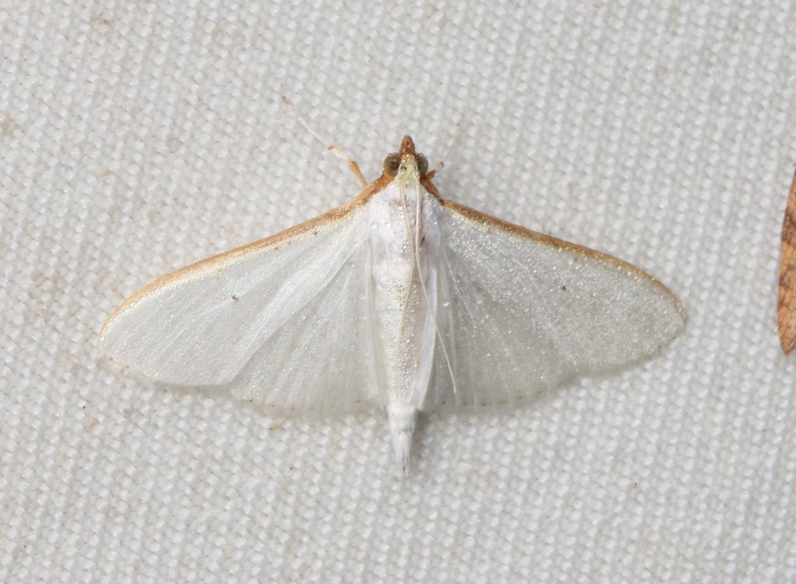Palpita vitrealis - hófehér tűzmoly