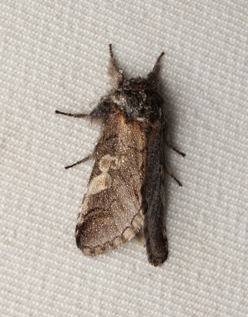 Diloba caeruleocephala - őszi kékesbagoly