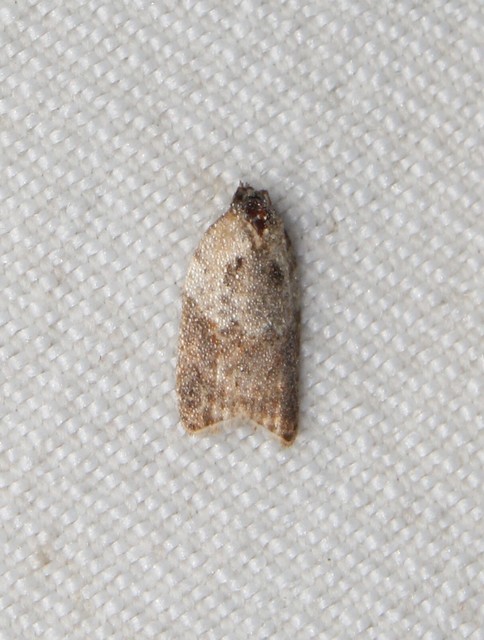 Acleris variegana - tarka levélmoly