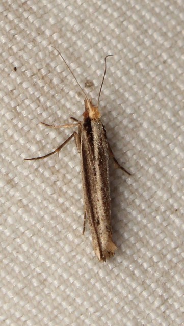 Ypsolopha ustella - csíkos tarkamoly