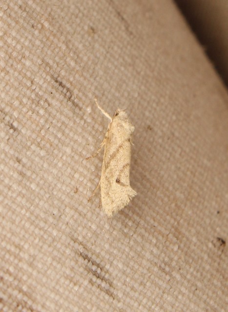 Ypsolopha persicella - őszibarack-tarkamoly