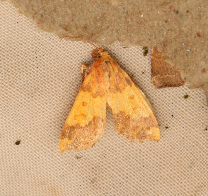 Tiliacea aurago - aranyló sárgabagoly
