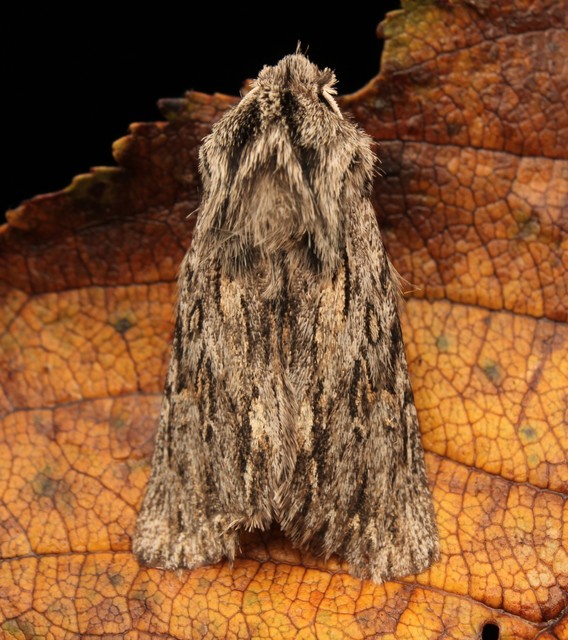 Asteroscopus sphinx - csillagnéző bundásbagoly