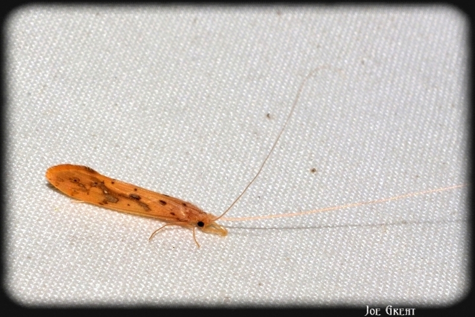 Trichoptera - Tegzesek