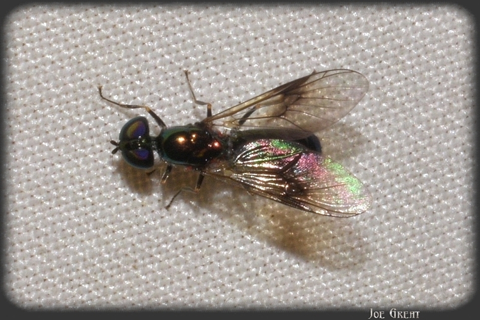 Stratiomyidae - katonalégyfélék