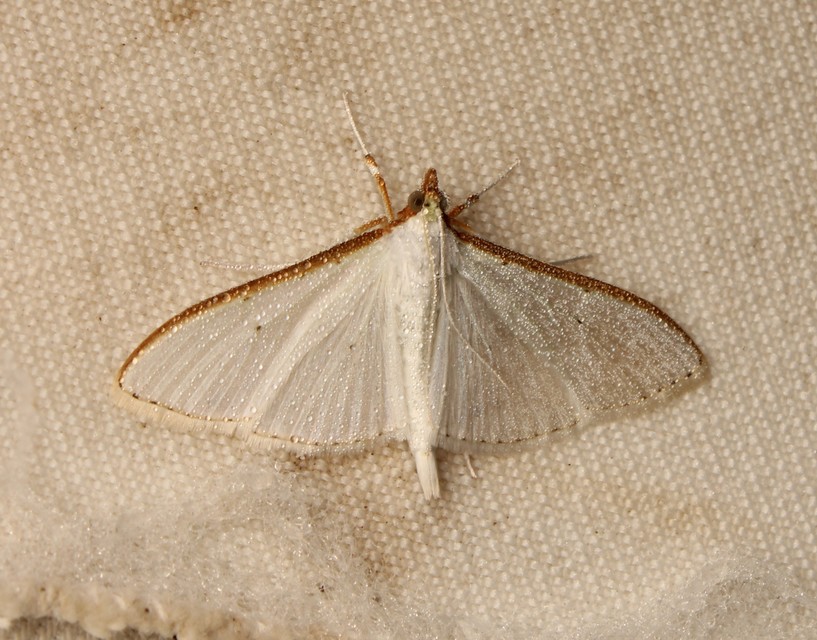 Palpita vitrealis - hófehér tűzmoly