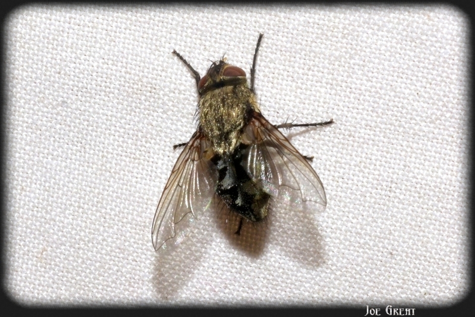 Pollenia