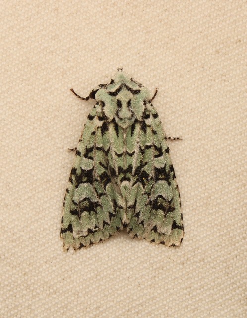 Griposia aprilina - őszi zöldbagoly