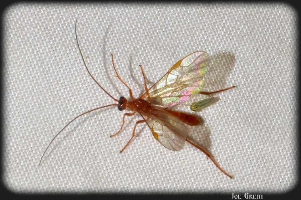Hymenoptera - Hártyásszárnyúak