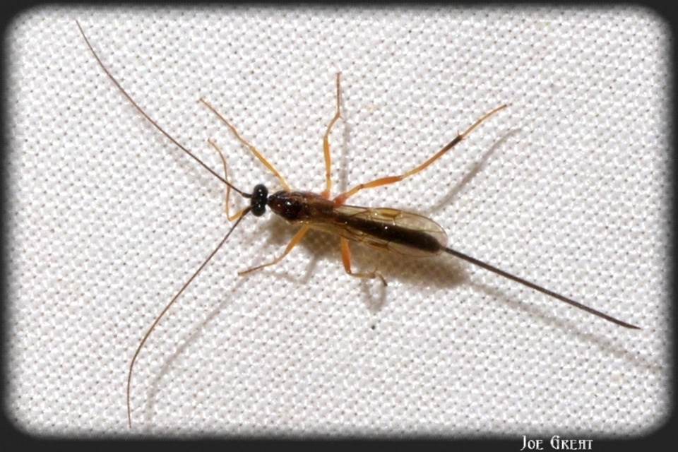 Hymenoptera - Hártyásszárnyúak