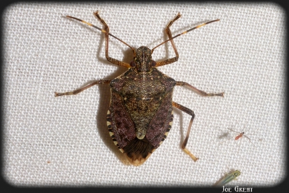 Halyomorpha halys - ázsiai márványospoloska