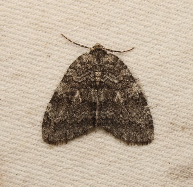Epirrita christyi/dilutata