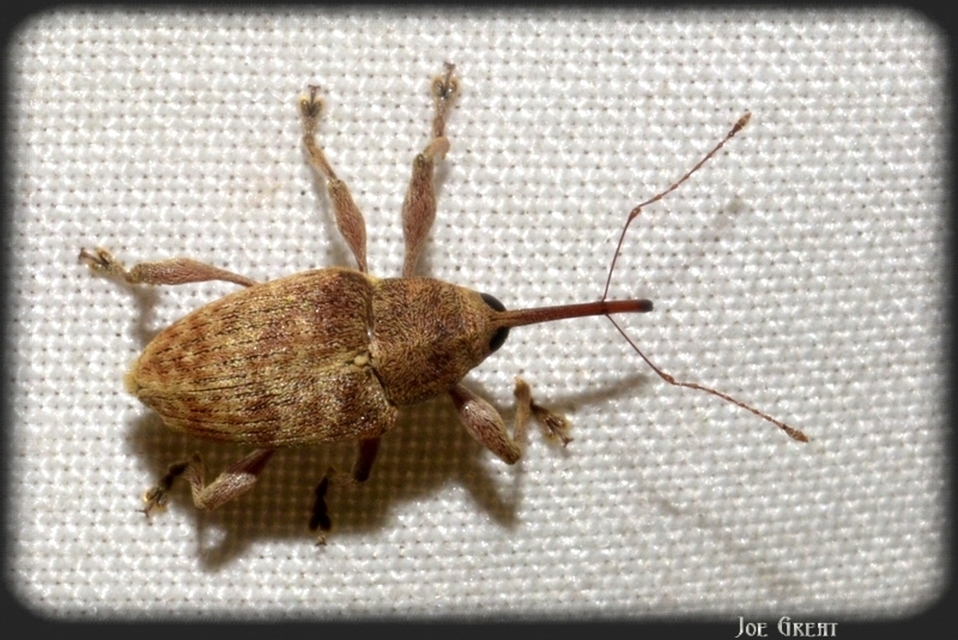 Curculio