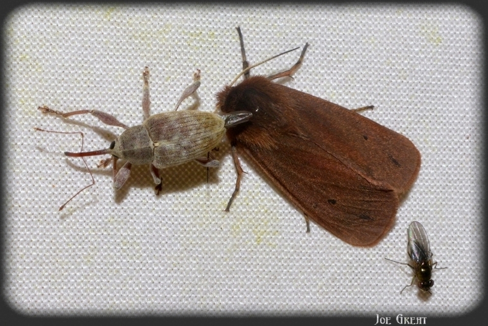 Curculio propinquus - halvány zsuzsóka