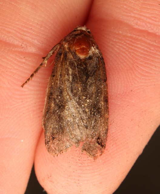 Anchoscelis litura - tarka őszibagoly