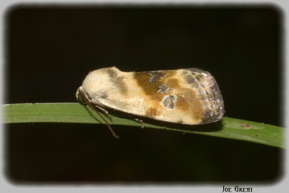 Ponometia candefacta - parlagfűbagoly