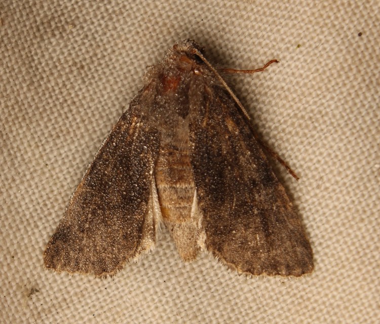 Aporophyla lutulenta - sziki őszibagoly