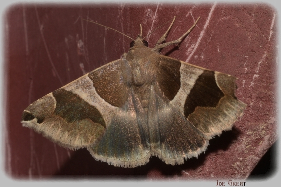 Dysgonia algira - déli porcelánbagoly