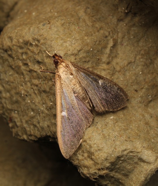 Cydalima perspectalis - puszpáng-tűzmoly
