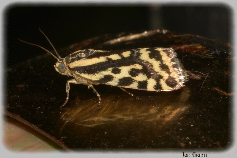 Emmelia trabealis - zebrabagoly