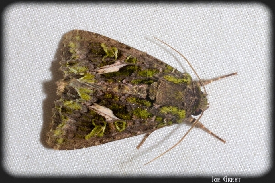 Trachea atriplicis - nyári zöldbagoly