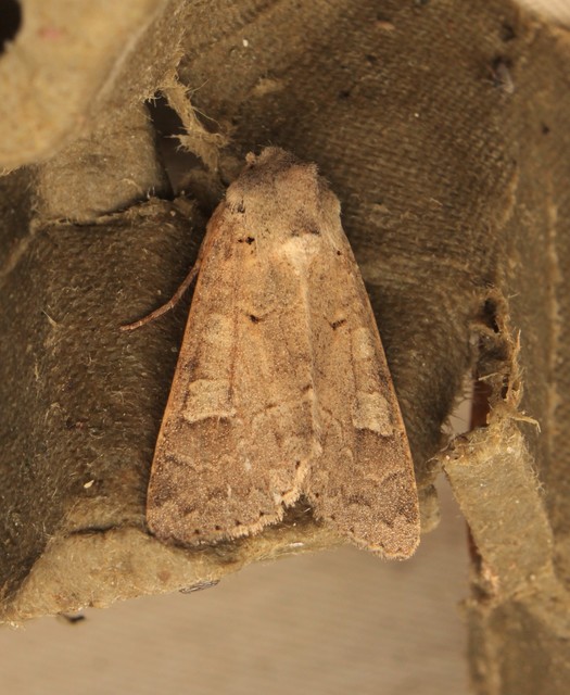 Ammoconia caecimacula - szürke őszibagoly