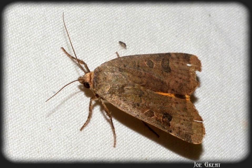 Noctua interposita - köztes sárgafűbagoly