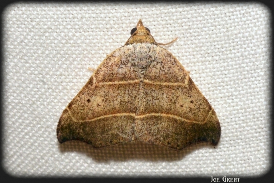 Laspeyria flexula - zuzmóbagoly