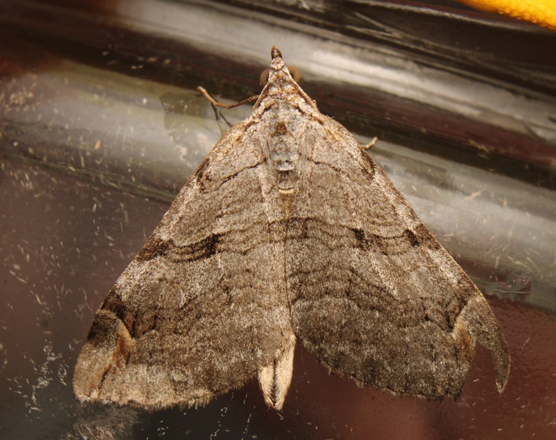 Aplocera plagiata - szürke csíkosaraszoló