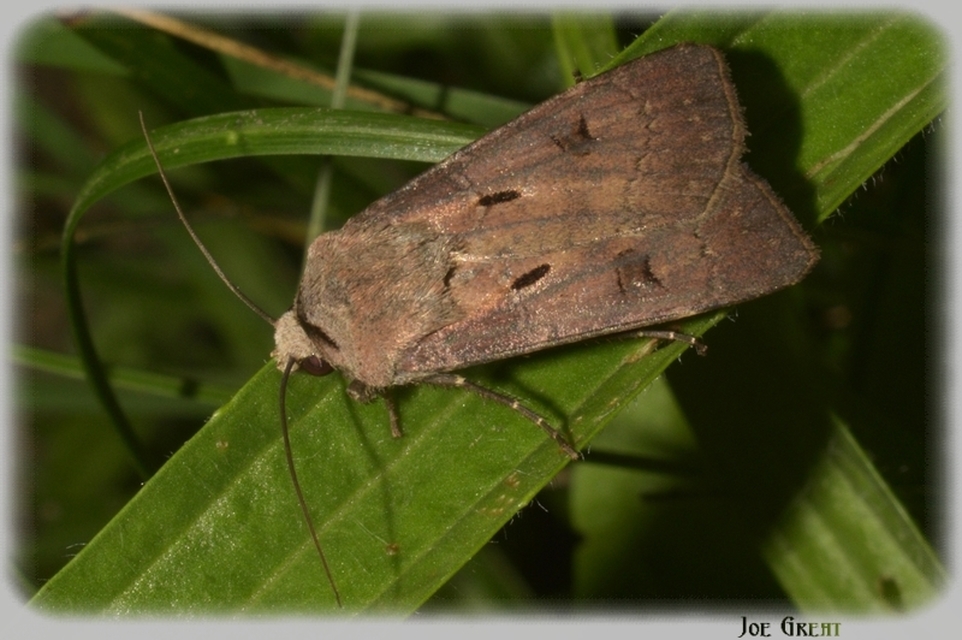 Agrotis exclamationis - felkiáltójeles földibagoly